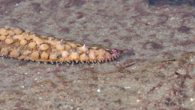 Arm eines Seesterns  (Asterias rubens) bewegt sich durch das Wasser