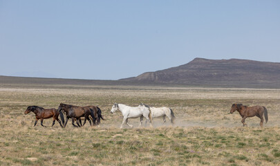 Herd of Wild Horses in Springtime in the Utah Desert