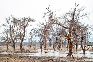dead trees stand in lake in Africa. Global warming