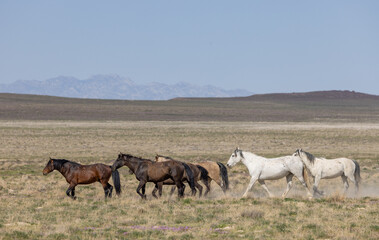 Herd of Wild Horses in Springtime in the Utah Desert