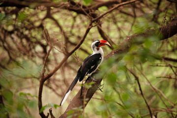 Von der Decken's Hornbill Tockus deckeni