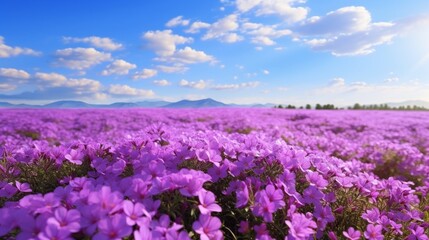 A panoramic view of a Velvet Vinca field in full bloom, stretching to the horizon.
