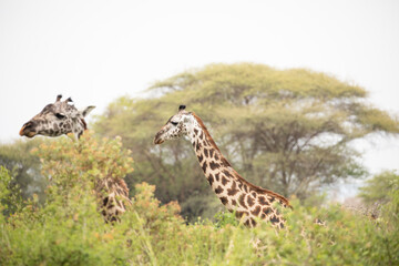 Head of wild giraffe above tall trees of savannah