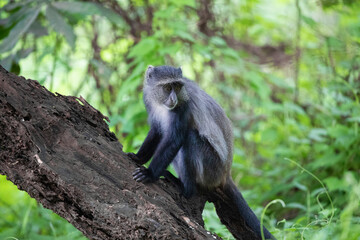 Obraz premium blue monkey or diademed monkey (Cercopithecus mitis)
