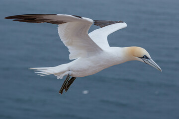Northern Gannet (Morus bassanus) in flight over the sea.