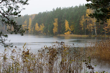 beautiful lake view on a rainy autumn day with yellow reeds