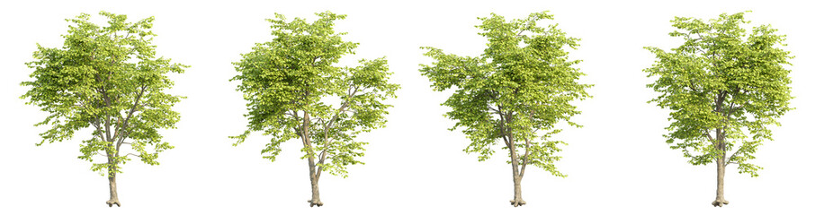 set of trees 3D rendering with transparent background, for illustration, digital composition, architecture visualization