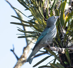Sanhaçu cinzento (Gray)
