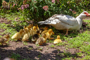 duck