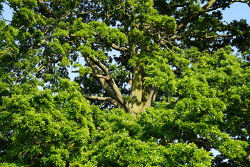 tree in the forest