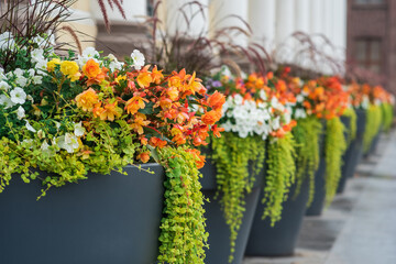 Fototapeta na wymiar background with flowers in flowerpots outdoor close-up, landscape design element