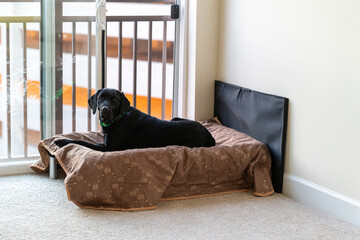 Black labrador dog sitting on a dog bed, looking out the window in a high rise apartment © MelissaMN