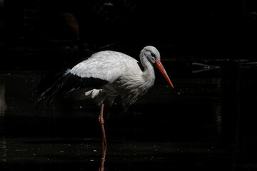 stork in the water