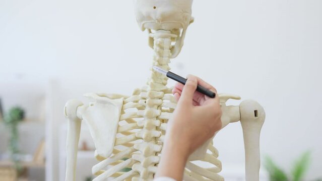 Close up of female doctor touching back of human skeleton with pen in hand. Mature woman examining diseases in bones of spine in private cabinet. Concept of hospital and treatment.