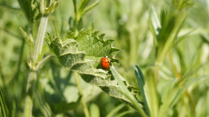 ladybird on a poppy