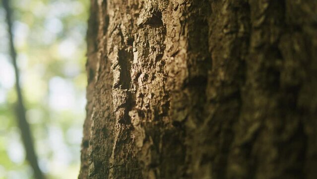 A tree in the park close up macro. Wooden trunk texture in the forest on beautiful sunny day. Nature 