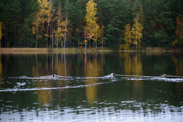 a beautiful view of the lake with ducks swimming and yellow birch trees in the distance