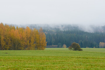 Fototapeta na wymiar beautiful autumn view in the valley with yellow birch trees, green grass and misty clouds over the trees in the distanc