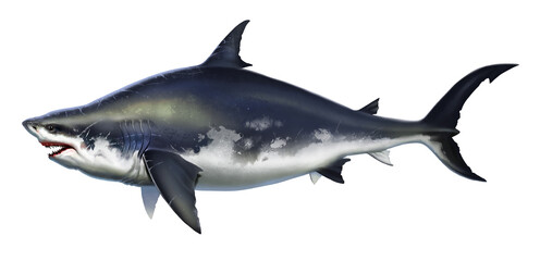 The large Megalodon shark is an ancient prehistoric predator. Shark fish monster side view illustration realism isolate.