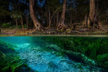 Over Under view of Mermaid Springs (AKA Johnathan Springs) on the Santa Fe River, Columbia County, Florida