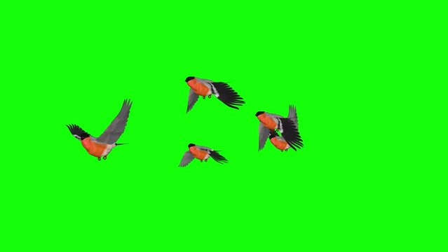 Flock of 5 Red Bullfinch Birds - Flying Loop - Side Angle - Green Screen - Realistic 3D animation isolated on green background
