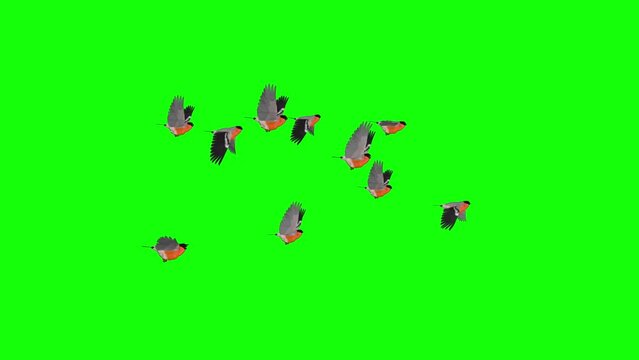 Flock of 10 Red Bullfinch Bird - Flying Loop - Side View - Green Screen - Realistic 3D animation isolated on green background