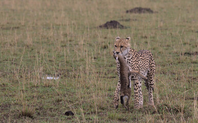 Naklejka premium cheetah walking in the wild savannah of the masai mara, kenya, with baby thompson gazelle kill in mouth