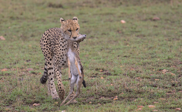 baby thompson gazelle kill held firmly by its neck in cheetah's mouth in the wild savannah of the masai mara, kenya