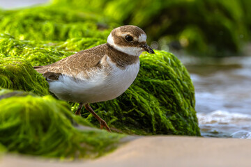 Common ringed plover (Charadrius hiaticula), juvenile plumage. Poland, the Baltic coast. Selective focus on bird's eye