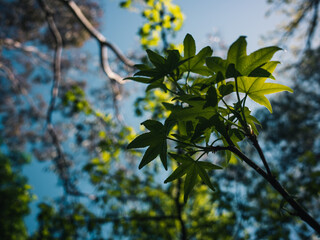 Fresh leaves