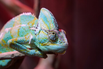 Chameleon - lizard adapted to an arboreal lifestyle, change body color