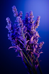 Bouquet of lavender flowers.