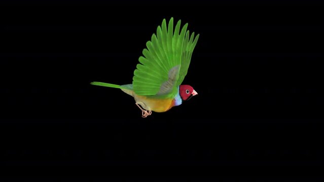 Australian Rainbow Finch - Flying Bird - Side View - Realistic 3D animation isolated with alpha on transparent background
