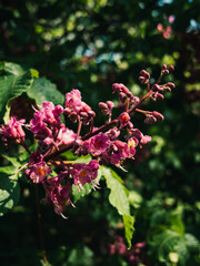 Spring flowers in the garden