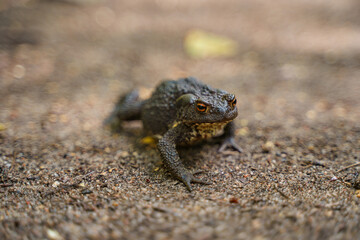 Toad on the path in the swamps. Animal in the forest. Wildlife scene from nature.