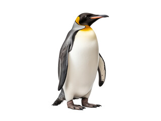 a penguin standing on a black background