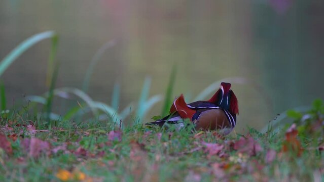 male mandarin duck stit near the lake