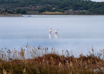 Two pink flamingos in the étang of Gruissan (Gruissan lake), Occitania, France