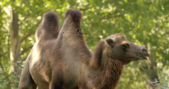 Close up shot of camel's humps