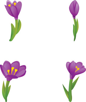 Spring crocus icons set cartoon vector. Bright spring flower. Saffron, nature, spring time