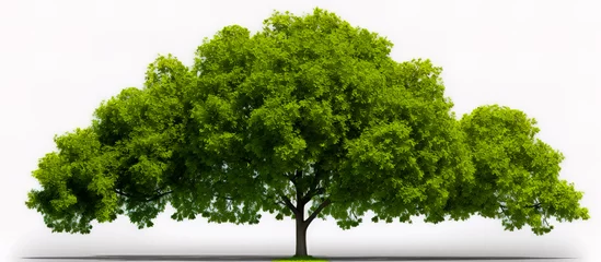 Foto op Plexiglas Green tree isolated on white background. © leo_nik