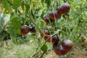 Ripe dark tomatoes grow on the bed