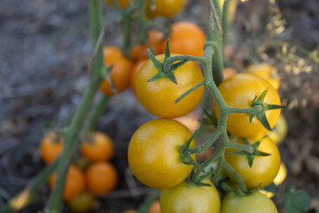 close-up ripe yellow cherry tomatoes grow in the garden