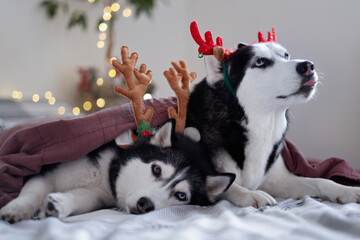 Two black and white Huskies in a bed under a warm blanket, the concept of family Christmas holidays