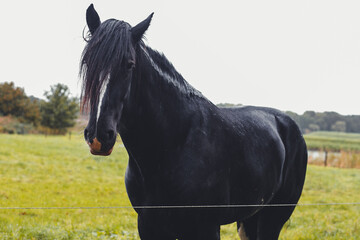 Black Majestic Horse on a Rainy Autumn Day