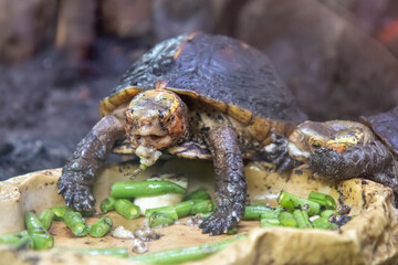 Chinese box turtle also yellow-margined box turtle also golden-headed turtle (Gelbrand-Scharnierschildkröte) Cuora flavomarginata