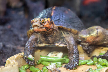 Chinese box turtle also yellow-margined box turtle also golden-headed turtle (Gelbrand-Scharnierschildkröte) Cuora flavomarginata