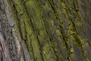 Embossed texture of linden bark. The trunk of an old tree, covered with moss. Surface with natural...