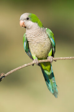 Parakeet perched on a branch of Calden , La Pampa, Patagonia, Argentina