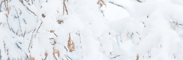 Snow on the branches of trees and bushes after a snowfall. Wide panoramic winter background with snow-covered trees. Plants in a winter forest park. Cold snowy weather. Texture of fresh snow. Closeup.